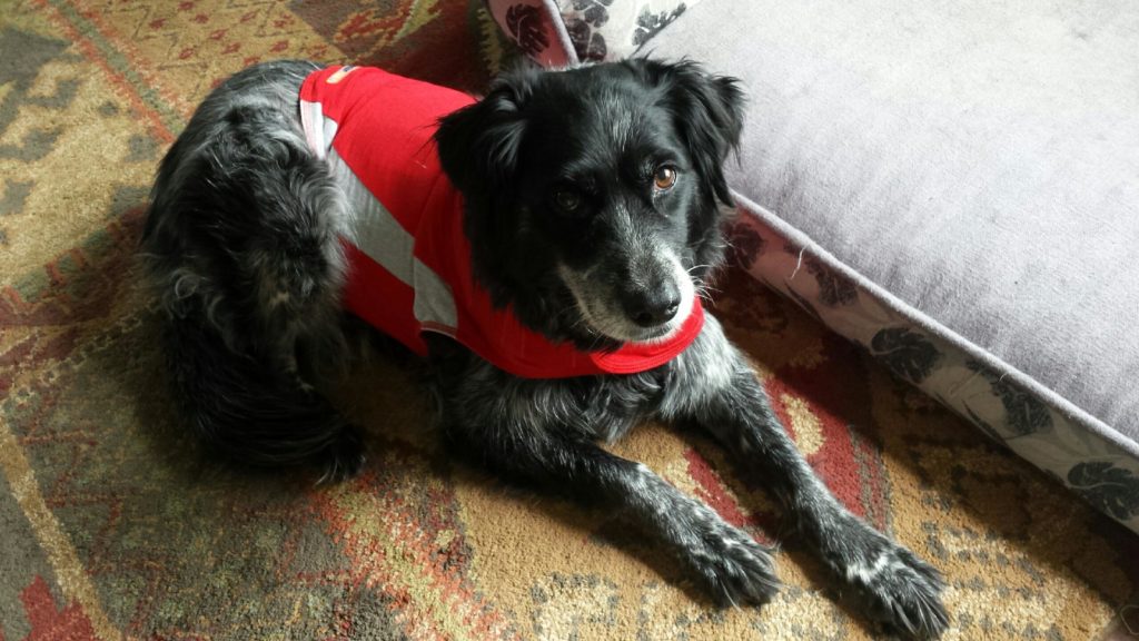 The Thundershirt For Dogs Scout N' About