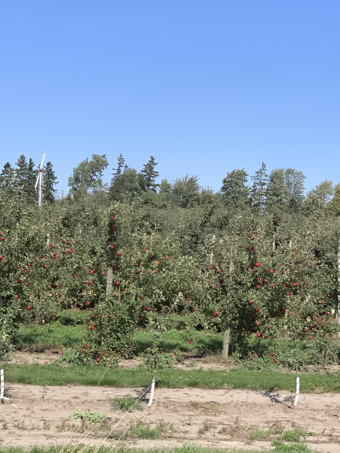 Apple Season At Blake’s Orchard In Armada, Michigan Scout N' About