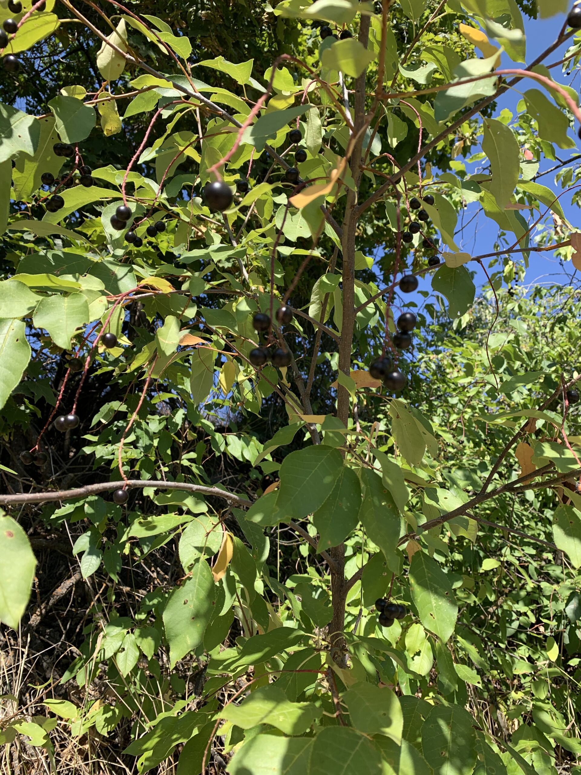 Homemade Choke Cherry Jam Scout N' About
